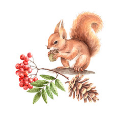 red squirrel on a tree with a branch of a mountain ash and a cone. drawing watercolor