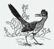 Lesser roadrunner geococcyx velox standing in front of cactus plants, looking backwards. Illustration after antique engraving from early 20th century