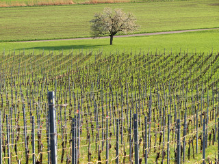 Canvas Print - Winanbau und Weinberg im Herbst