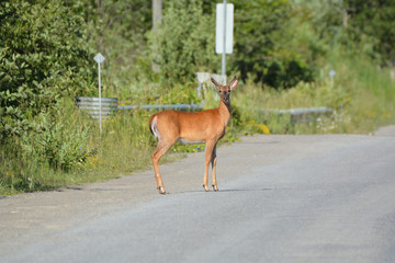 Sticker - White Tailed Deer 