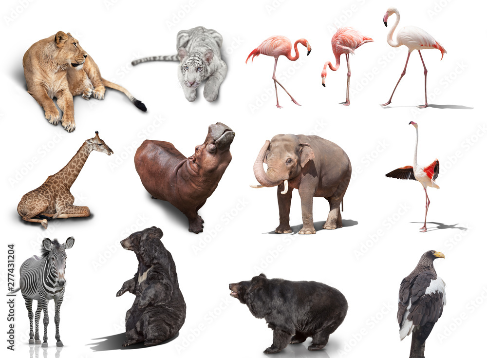 big set of wild animals isolated on white background Stock Photo ...