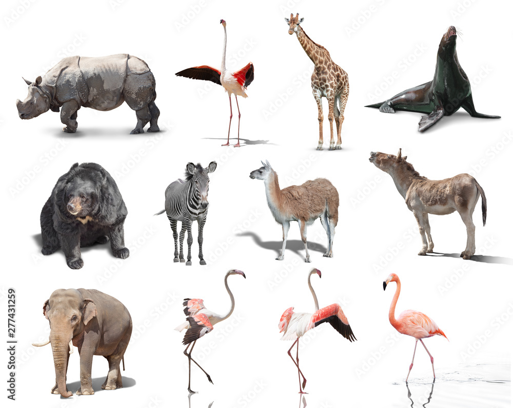 big set of wild animals isolated on white background Stock Photo ...