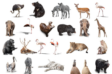 big set of wild animals isolated on white background