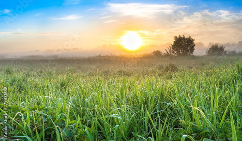 summer landscape panorama with sunrise and meadow
