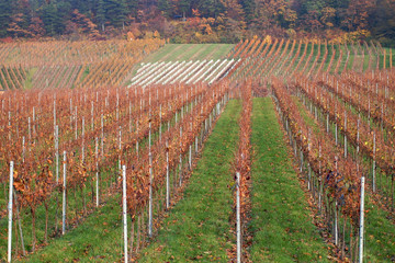 Canvas Print - Weinberg und Weinanbau m Herbst