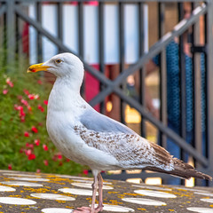 Young European herring gull (Larus argentatus) - Saint-Malo, Brittany, France