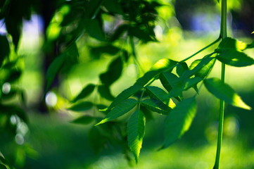 Wall Mural - Beautiful green background for web design. Wallpaper. Screen. Nature.