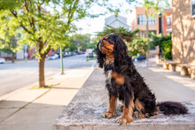 A Cute Cavalier King Charles Spaniel Gives A Classic Head Tilt, Looking At Her Owner, While Out For A Walk In The City.