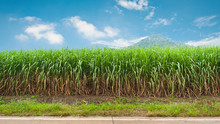 Sugarcane: The Surprisingly Slender Plant - 3ppreln