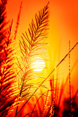 Wall Mural - beautiful scenery silhouette of grass flowers and sunset atmosphere m