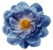 Blue Peony Flower Isolated On  A White  Background With Clipping Path  No Shadows. Closeup.  Nature.