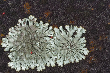 Background Of Macro View Silver Grey Foliose Lichen With Red Spider Mites On Dark Soft Focus Paving