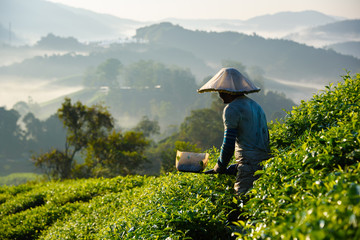 worker collecting tea leafs at tea plantation during sunrise in cameron highlands, malaysia