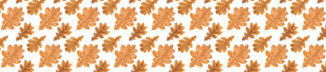 Wall Mural - Panorama pattern of autumn leaves of oak