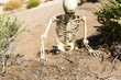 Skeleton crawling in the desert looking for water