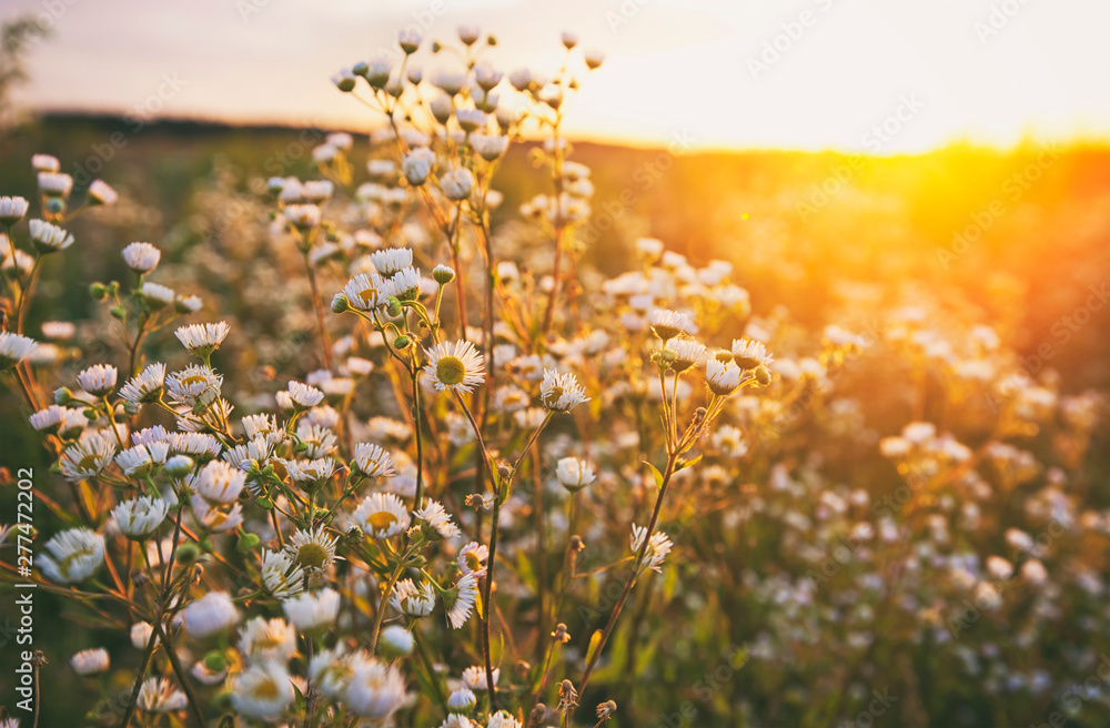 The beautiful field on the sunset and different wildflowers in front of ...
