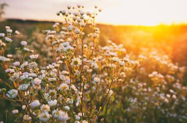 The beautiful field on the sunset and different wildflowers in front of it