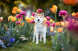 Dog between flowers in spring. Shiba Inu in a field of flowers. Shiba Inu enjoy spring. Happy dog in a park.