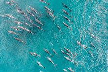 Aerial Shot Of A Squad, School Of Dolphins Cruising In The Warm Tropical Water