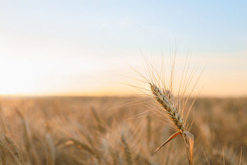 Wheat spikelet in field, closeup