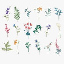 Vintage Wild Flower Illustration Set. Isolated Colored Botanical Herbs And Flowers Hand Drawn Graphic. Fern, Lily, Calla, Anemone, Salal, Wisteria, Delphinium