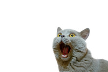 A Lilac British Cat Looking Up. The Cat Opened His Mouth With A Mad Look. The Concept Of An Animal That Is Surprised Or Amazed. The Figure Of A Cat On An Isolated Background Of White Color.