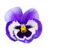 beautifull purple violet pansy flower isolated on white background