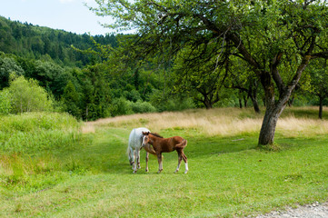 white mare with chestnut foliage in the mountains of a beautiful sunny day