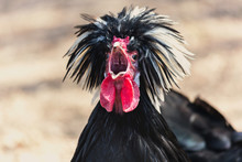 Polish Chicken Rooster Crows Loudly