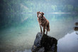 Mixed breed dog is standning on a rock in a beautiful landscape bewteen mountains. Dog at the lake with a foggy mood.