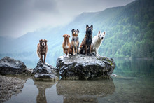 Five Dogs Are Sitting On A Rock In Beautiful Scenery. Friendship Between Dogs. Obedient Dogs Of Different Breeds.