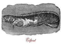 Eelpouts Are Finned Fish Of Deep Waters With The Appearance Of An Eel For The Long Body And The Dorsal And Caudal Fins