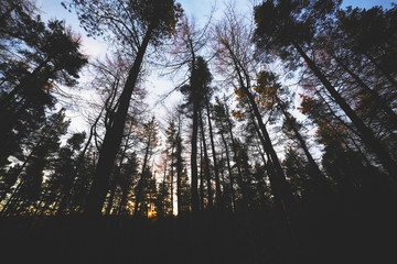 Wall Mural - the silhouette of pine trees against the dawn sky as the orange glow of the sun peeks through the br