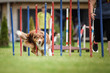 © doda - Redmerle Australian shepherd is running on czech agility competition slalom. Prague agility competition in dog park Pesopark.