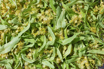Wall Mural - yellow fragrant flowers of a linden tree background.