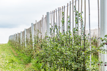 Poster - Reife Stachelbeeren am Strauch in einer Obstplantage