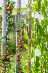 Poster - Reife Stachelbeeren am Strauch in einer Obstplantage