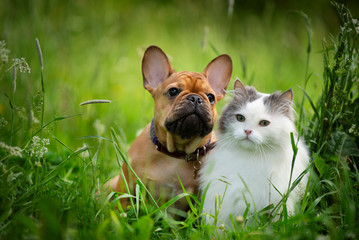 cat and dog walk on the street on a sunny day