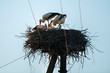 family of storks in the nest