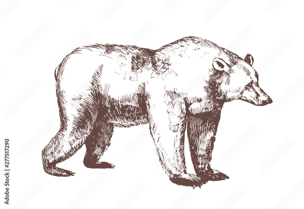 Brown bear hand drawn with contour lines on white background Stock ...