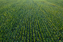 Aerial View Of Green Corn Crops Field