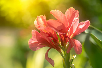 Wall Mural - Pink Indian shot flower.