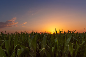 Fotomurales - Corn field at sunset