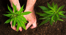 Person Planting Industrial Hemp In The Soil