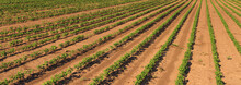Soybean Crop Plantation Rows In Field