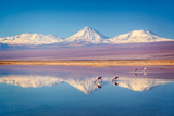 Fototapeta  - Snowy Licancabur volcano in Andes montains reflecting in the wate of Laguna Chaxa with Andean flamingos, Atacama salar, Chile