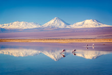 Snowy Licancabur Volcano In Andes Montains Reflecting In The Wate Of Laguna Chaxa With Andean Flamingos, Atacama Salar, Chile