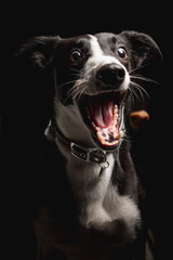 portrait of funny black and white collie sheep dog opened mouth catching treat on isolated black bac