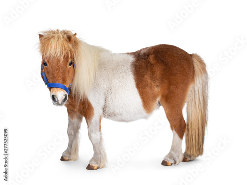 Fotografía Brown with white piebald Shetland pony, standing side ways