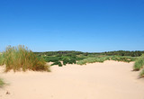 Fototapeta Morze - the beach at formby merseyside with dunes covered in marram grass and vegetation with forest landscape visible in the distance on a bright summer day